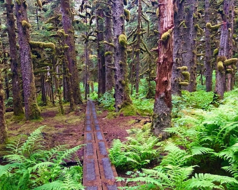 Kodiak Rainforest Hike with a Naturalist Guide & WWII Relics