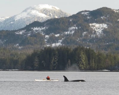 Orca Cove Sea Kayaking Tour From Ketchikan