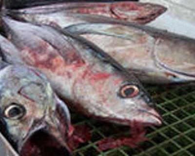 12-Hour Tuna Fishing Charter From Charleston