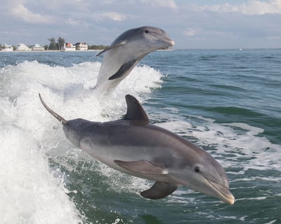 2-Hour Dolphin Cruise In Fort Myers Beach