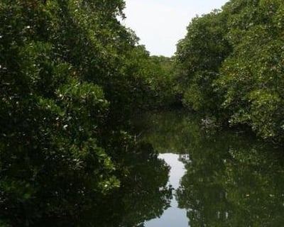 Everglades National Park Eco Cruise