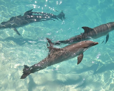 Crab Island Dolphin Jet Ski Tour in Destin