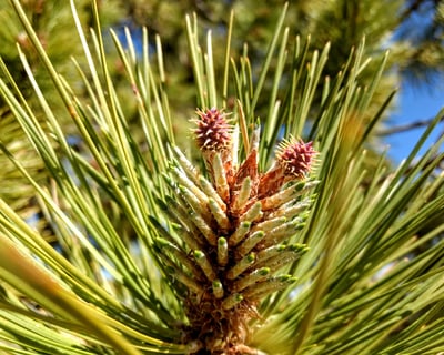 Bryce Canyon National Park Private Guided Tour