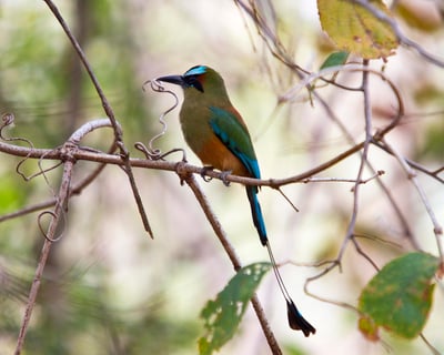 Guided Birdwatching Tour at Hacienda Guachipelin
