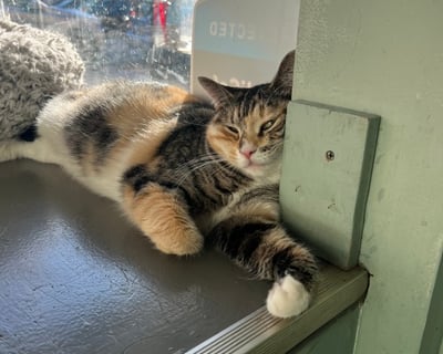 Visit a Cat Cafe in Philadelphia for 30 Minutes