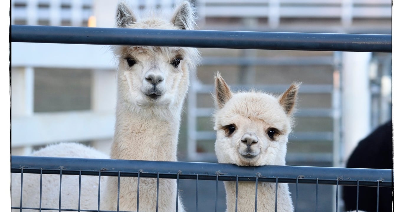 Farm Visits and Alpaca Walks