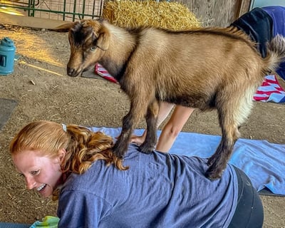 Goat Yoga Class in Glen Allen