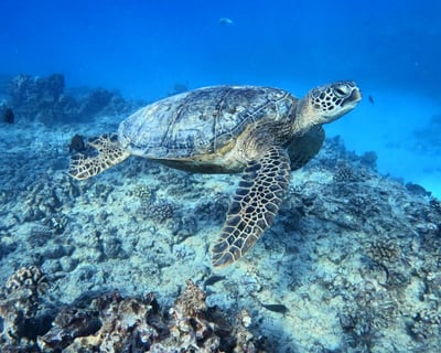 Guided Waikiki Reef Dive with All Gear Included