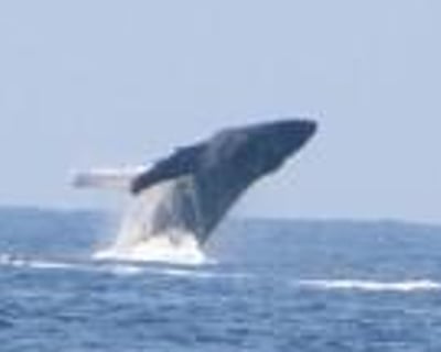 2.5-Hour Whale Watching Cruise in Kailua-Kona