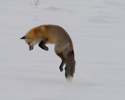 Winter Wildlife Photography Tour in Yellowstone