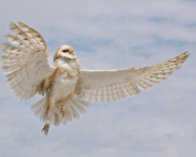 Ultimate Eagle Cruise on Lake Buchanan and Colorado River