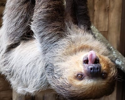 20-Minute Animal Encounter in Cottageville