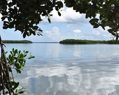 Longboat Key Mangrove Kayak & SUP Rentals
