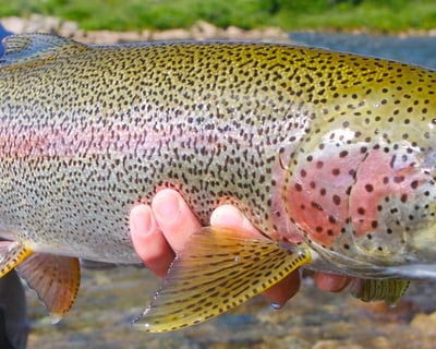8-Hour Trout Fishing Charter in Ninilchik