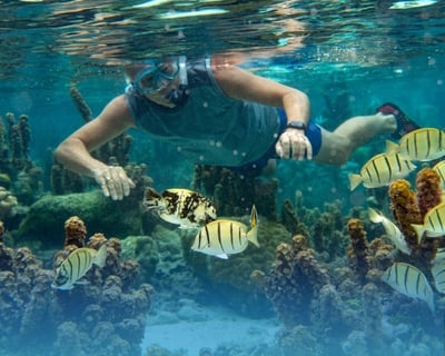 Guided Fossilized Reef Paddle & Snorkel in Key Biscayne