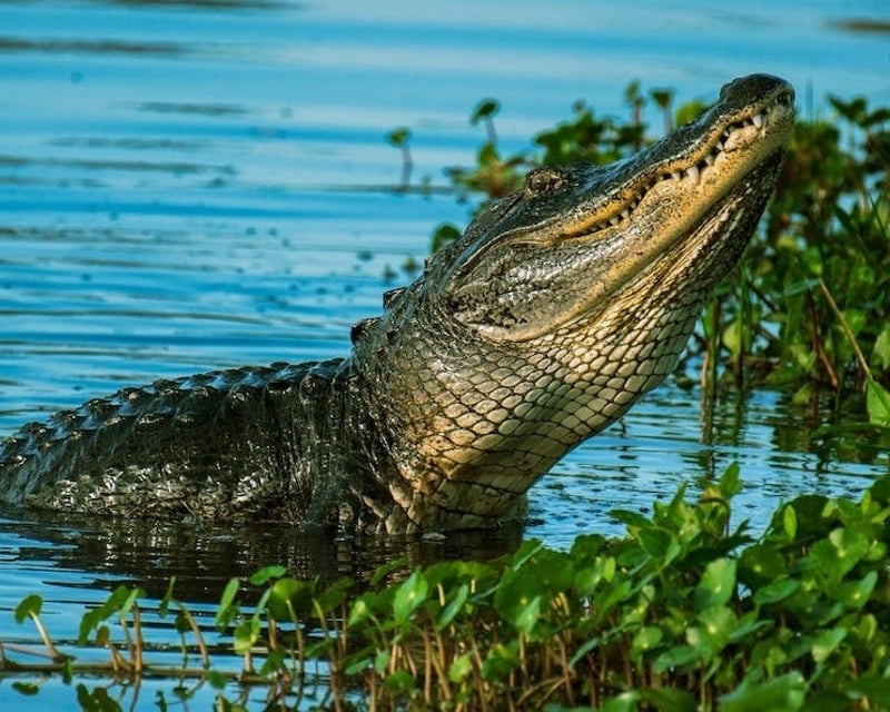 Private Everglades Airboat Tour from Miami