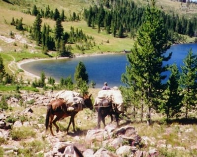 1-Hour Equine Wellness Session in Pray
