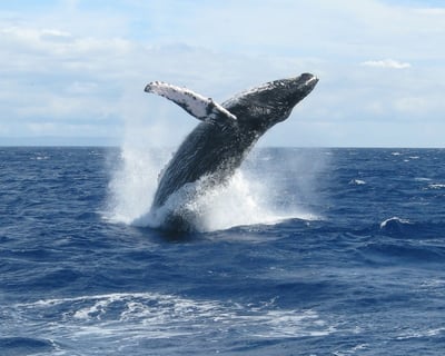 Andaz Whale Watch Outrigger Tour