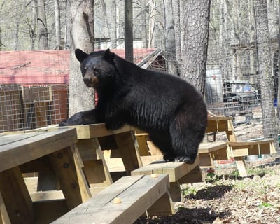 2-Hour Guided Wildlife Tour in Lilburn