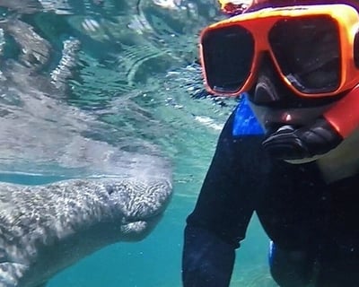 Private Manatee Swim Tour in Crystal River 3-Hour
