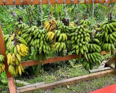 Road to Hana Foodie Tour