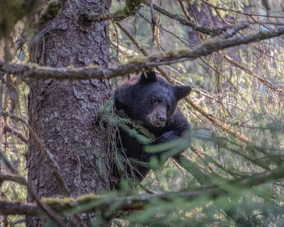 Explore Juneau on a Private 3-Hour Guided Tour