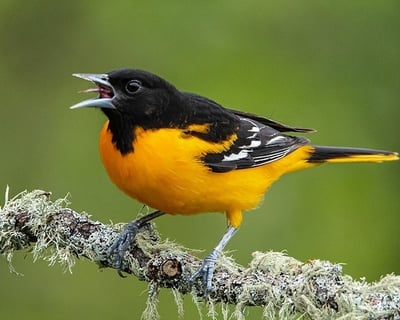2-Hour Guided Bird Walk in Columbia, SC