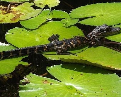 Orchids & Alligators Kayak Tour in Chokoloskee