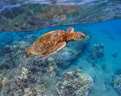 Maui Sunset Snorkel Cruise
