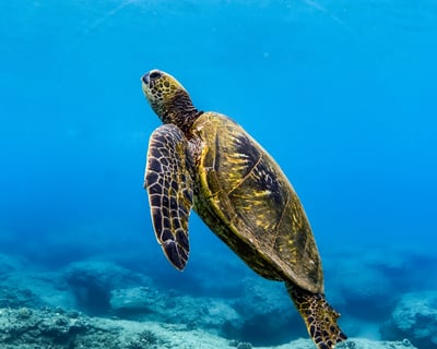 Lahaina Snorkel Tour with Breakfast & Open Bar