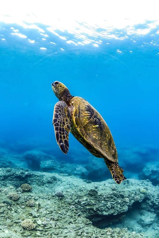 Lahaina Snorkel Tour with Breakfast & Open Bar