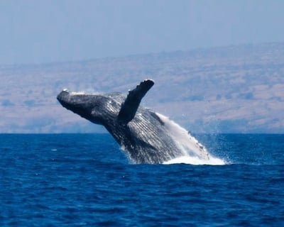 Kawaihae 2-Hour Whale Watching Cruise