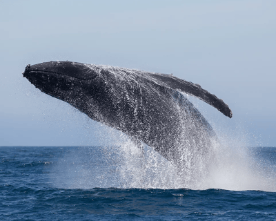 2-Hour Whale Watching Cruise From Ka'anapali Beach