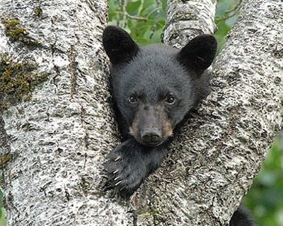 Black Bear Viewing Admission in Orr