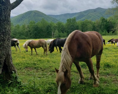 Cades Cove Wildlife & History Jeep Tour
