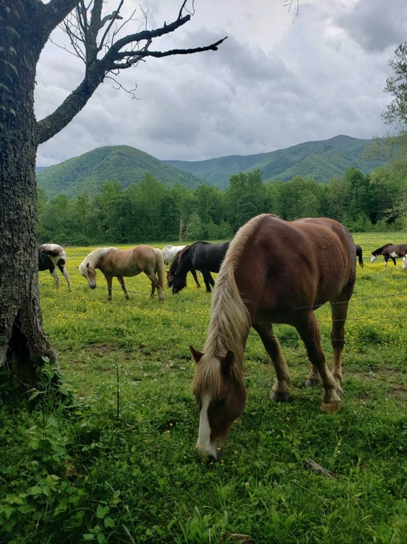 Cades Cove Wildlife & History Jeep Tour