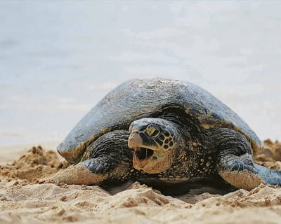 Oahu’s Cheapest Circle Island Tour
