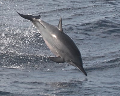 Sunset Dolphin Adventure Cruise in the Carolinas