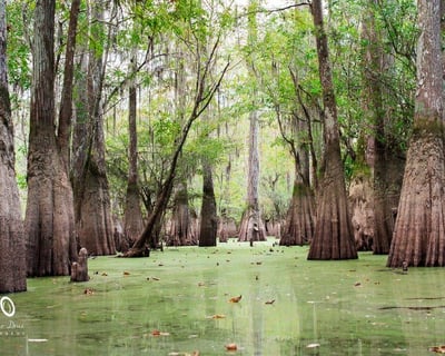 Honey Island Swamp Kayak Tour with Local Guide