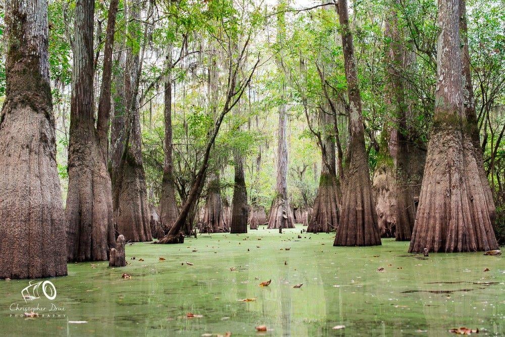 Honey Island Kayak Tour