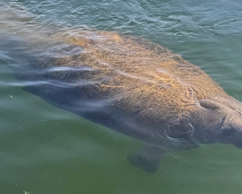 Crystal River Eco Boat Tour on Spring-Fed Kings Bay