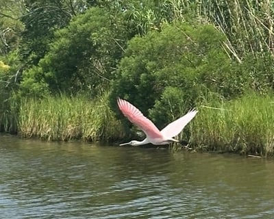 New Orleans Bayou Alligator Tour by Heated Boat