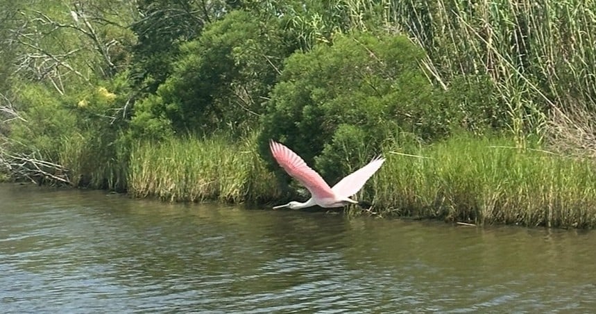 Bayou Bienvenue Wildlife Alligator Eco Tour