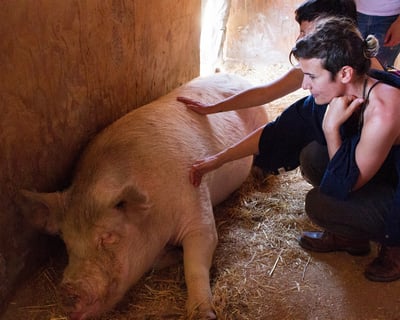 Guided Farm Animal Sanctuary Walking Tour in Acton