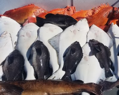 Multispecies Fishing Charter in Homer