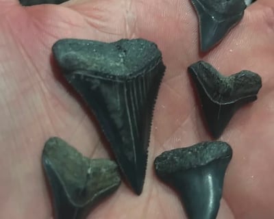 4-Hour Savannah River Fossil Hunt