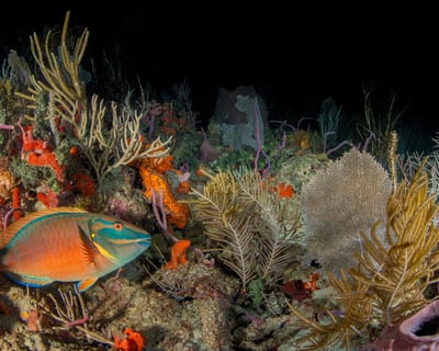 Night Drift Dive Off West Palm Beach