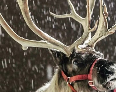 Winter Reindeer Farm Tour in Albrightsville