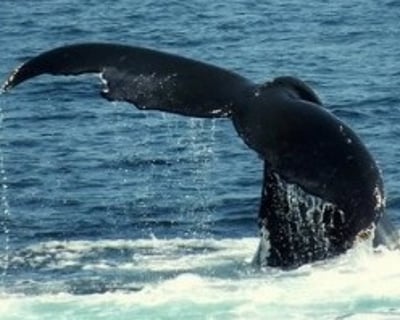 Private Whale Watching Charter in Provincetown