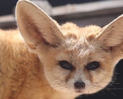 Fennec Fox Encounter in Bonsall
